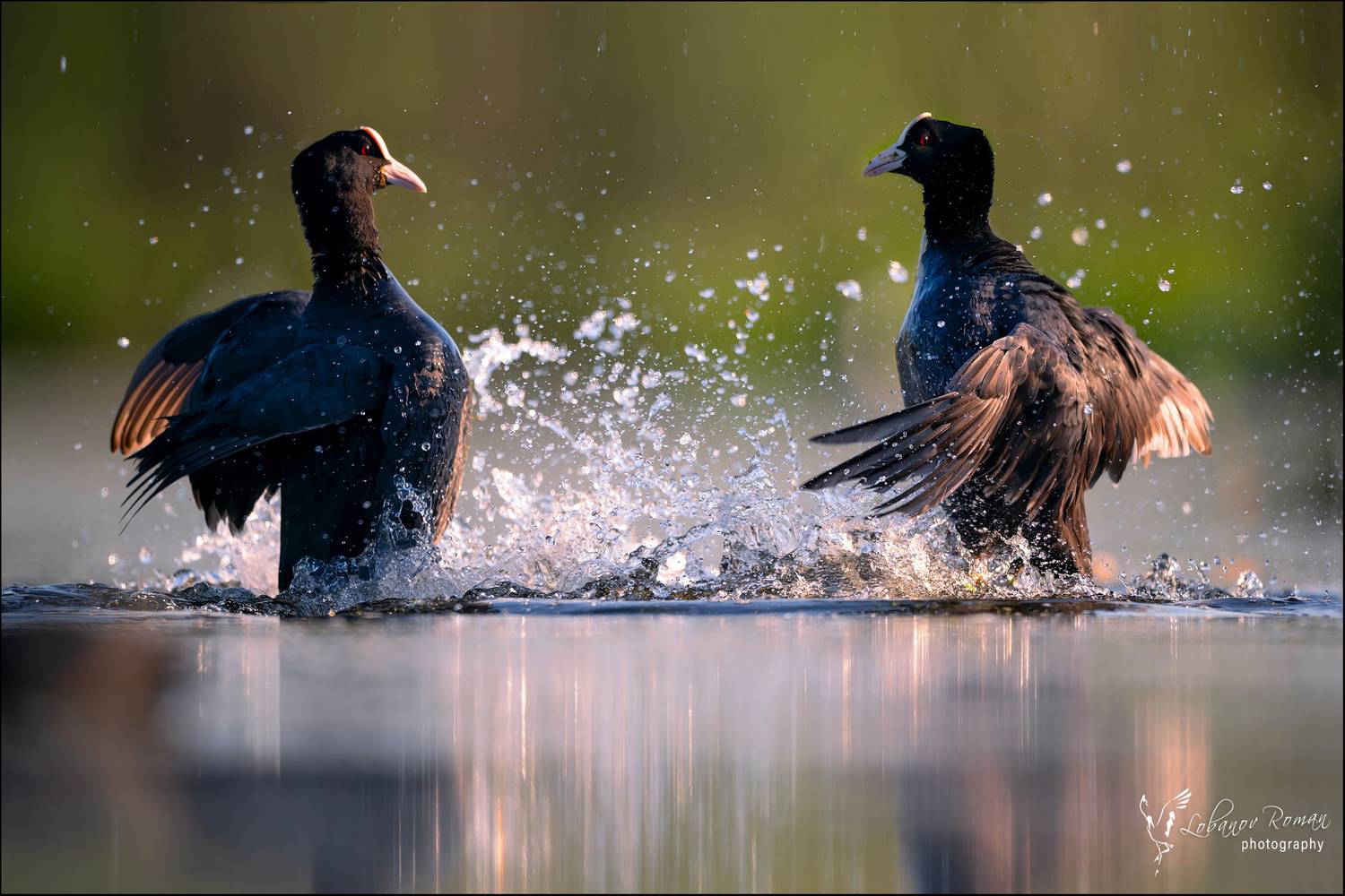 , Лобанов Роман