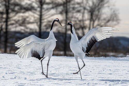 Dance