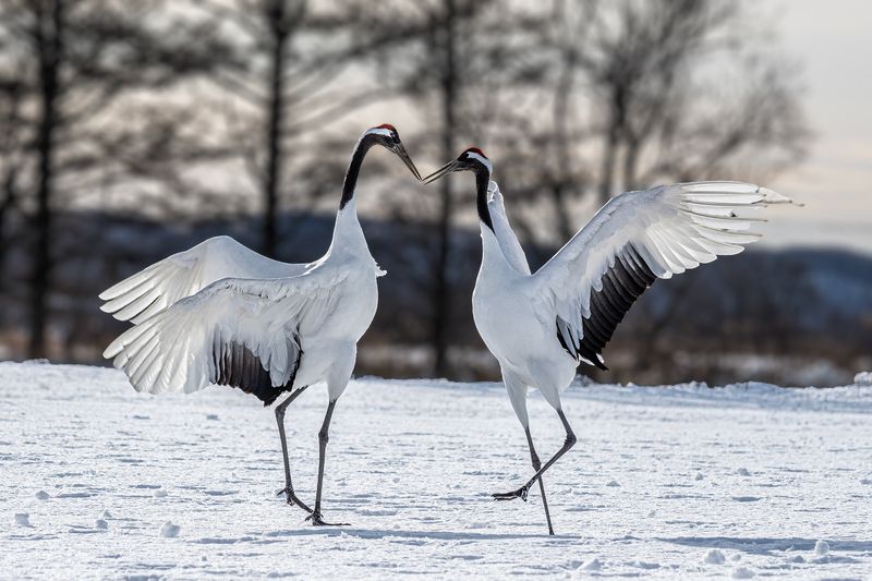 japan Dance фото превью
