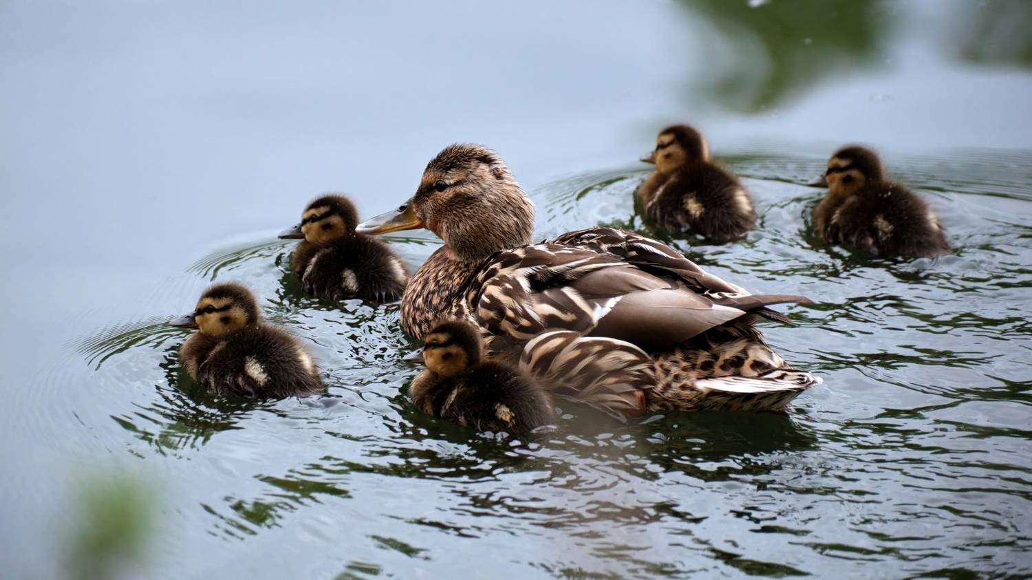 кряквы,утки, Багурский Алексей