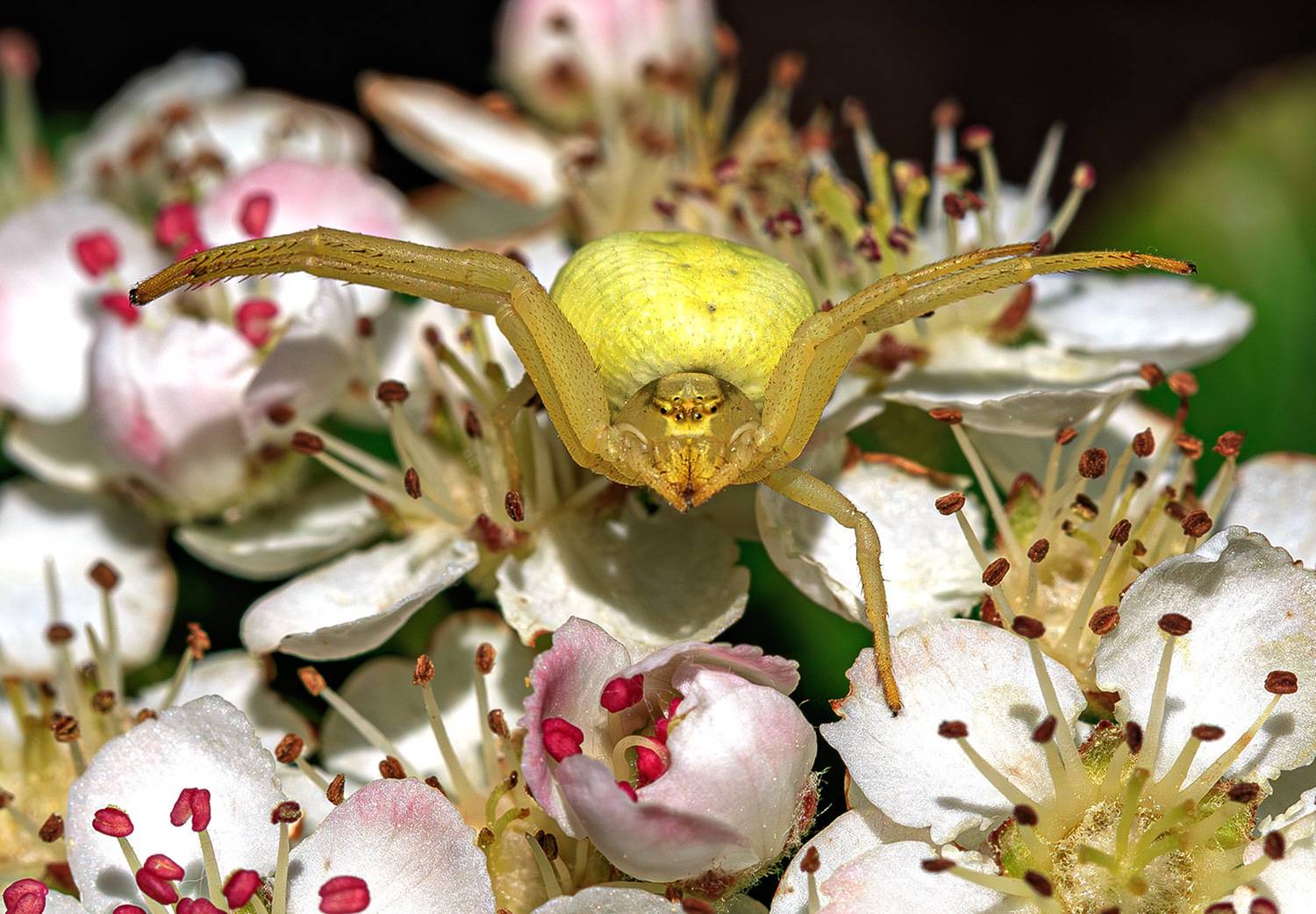 паук, цветочный, бокоход, краб, весна, май, Борис Новиков