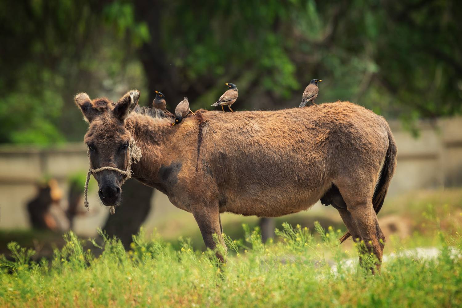 , Рагинская Ольга