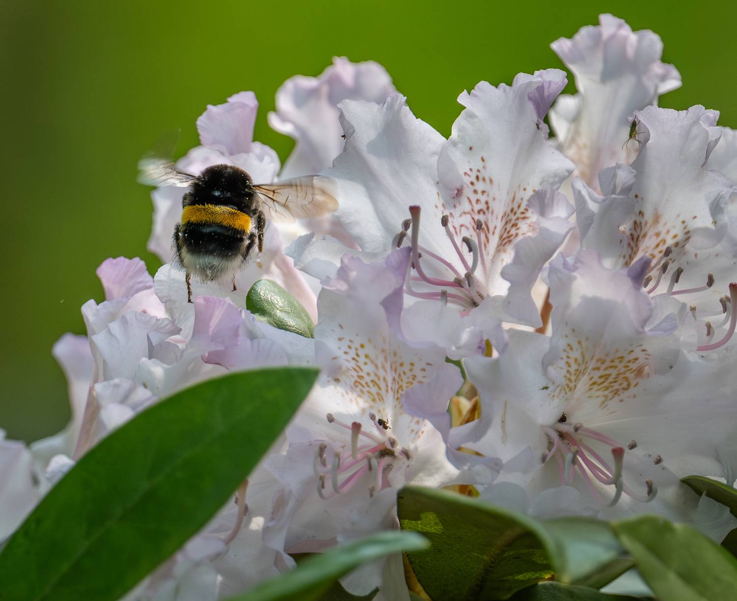 , Курлянцев Алексей