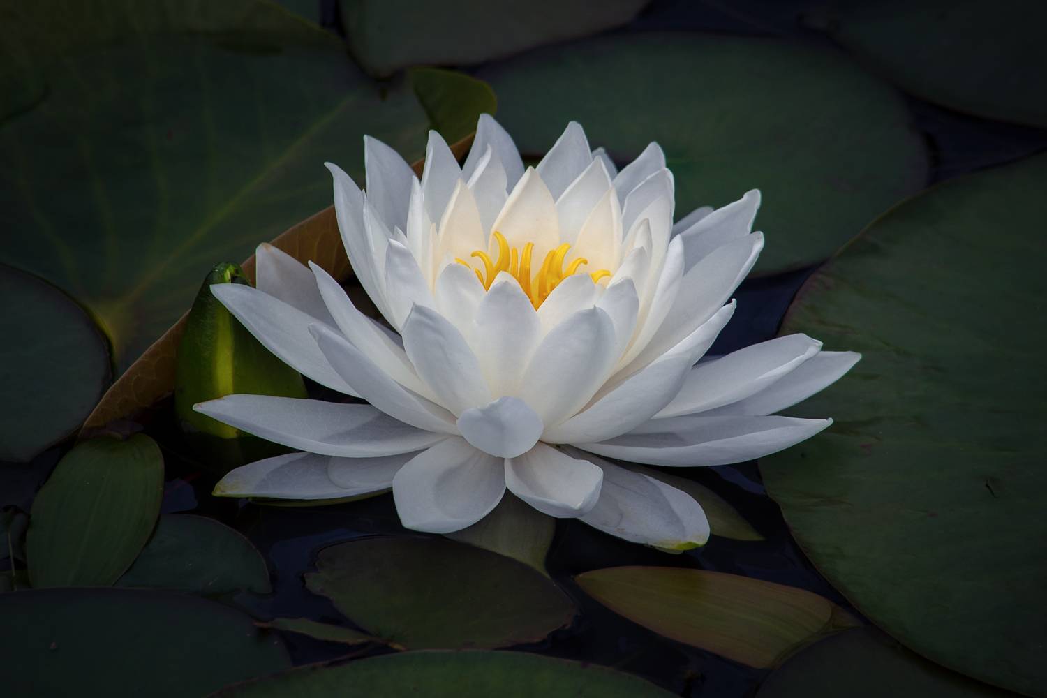 , Сергей Алексеев