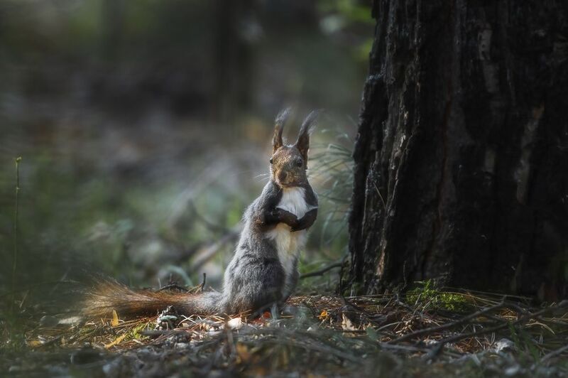 белка, животные, красноярск, сибирь Весенний привет фото превью