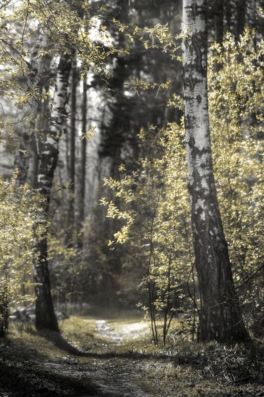 березовый лес, березовая роща, березы Березовый лес фото превью