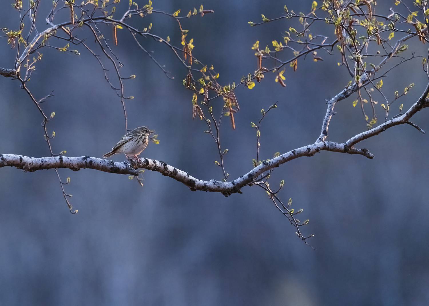 весна, Андреева Светлана
