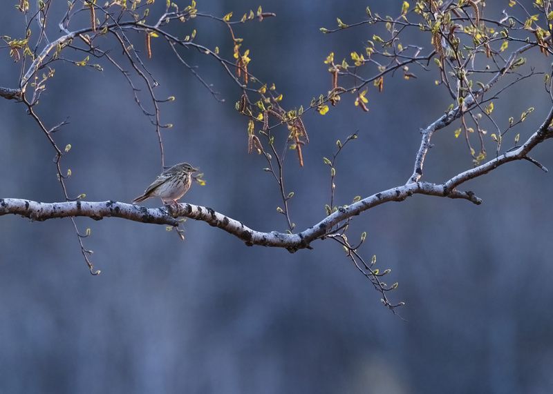 весна На закате дня фото превью