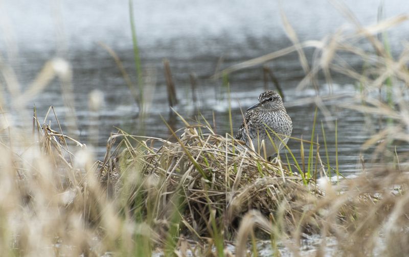 Фифи  фото превью