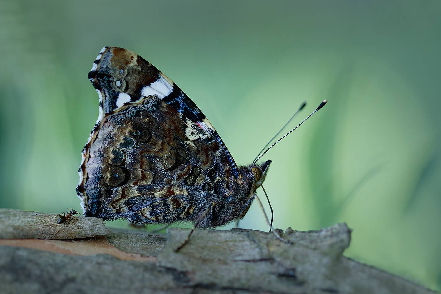 ant, butterfly, муравей, бабочка, макро, macro , Хилько Марина