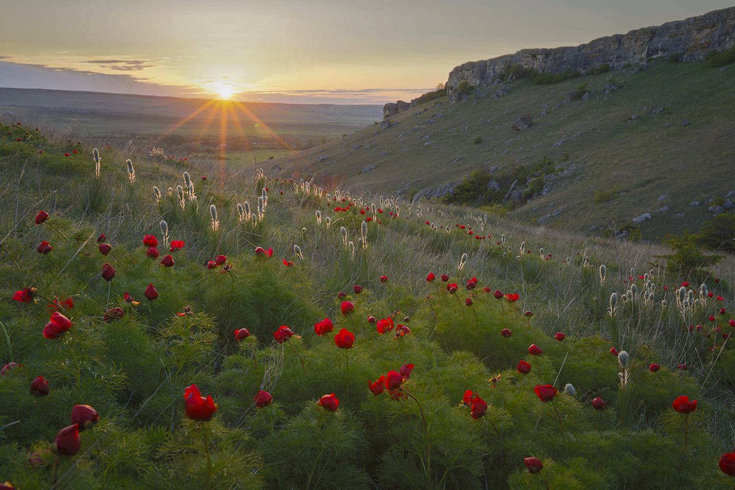 крым, пейзаж, весна, цветы, пионы, закат, белая скала, белогорск,, Сергей Шульга