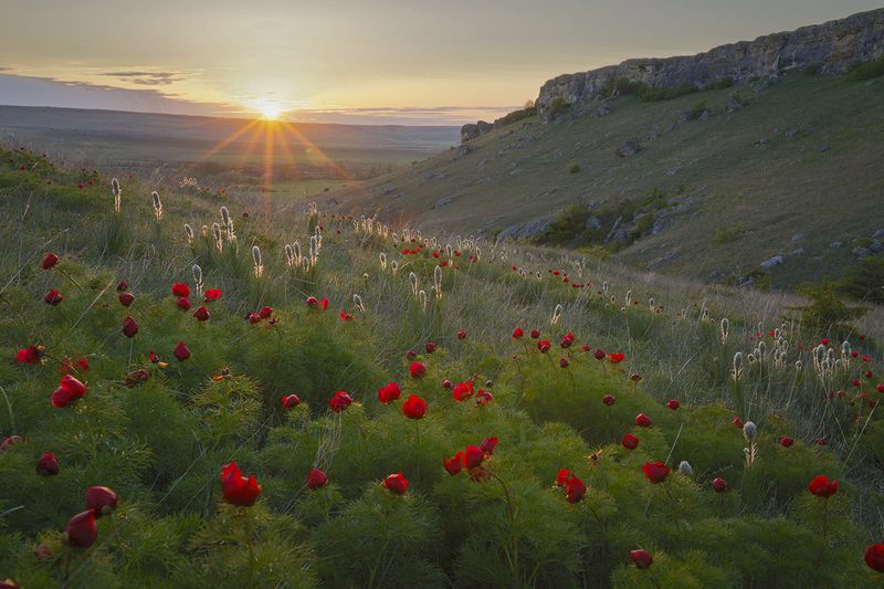 крым, пейзаж, весна, цветы, пионы, закат, белая скала, белогорск, Крымские зарисовки. фото превью