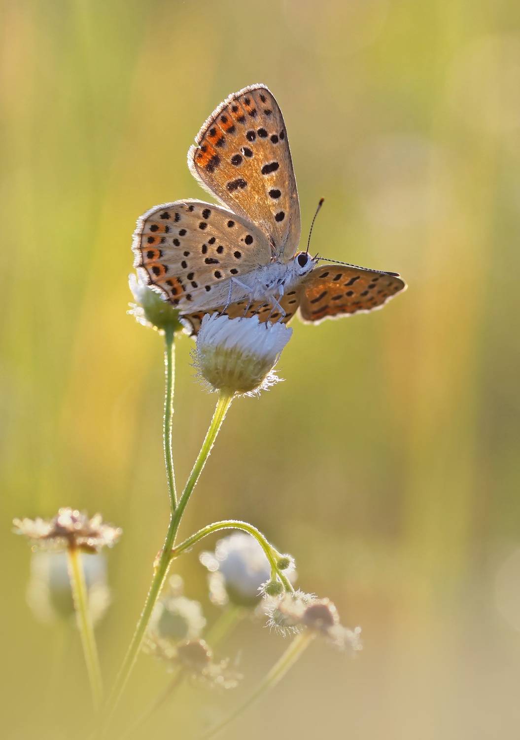 Бабочка, червонец, Чепленко Алексей