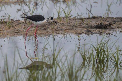 Black Winged Stilt