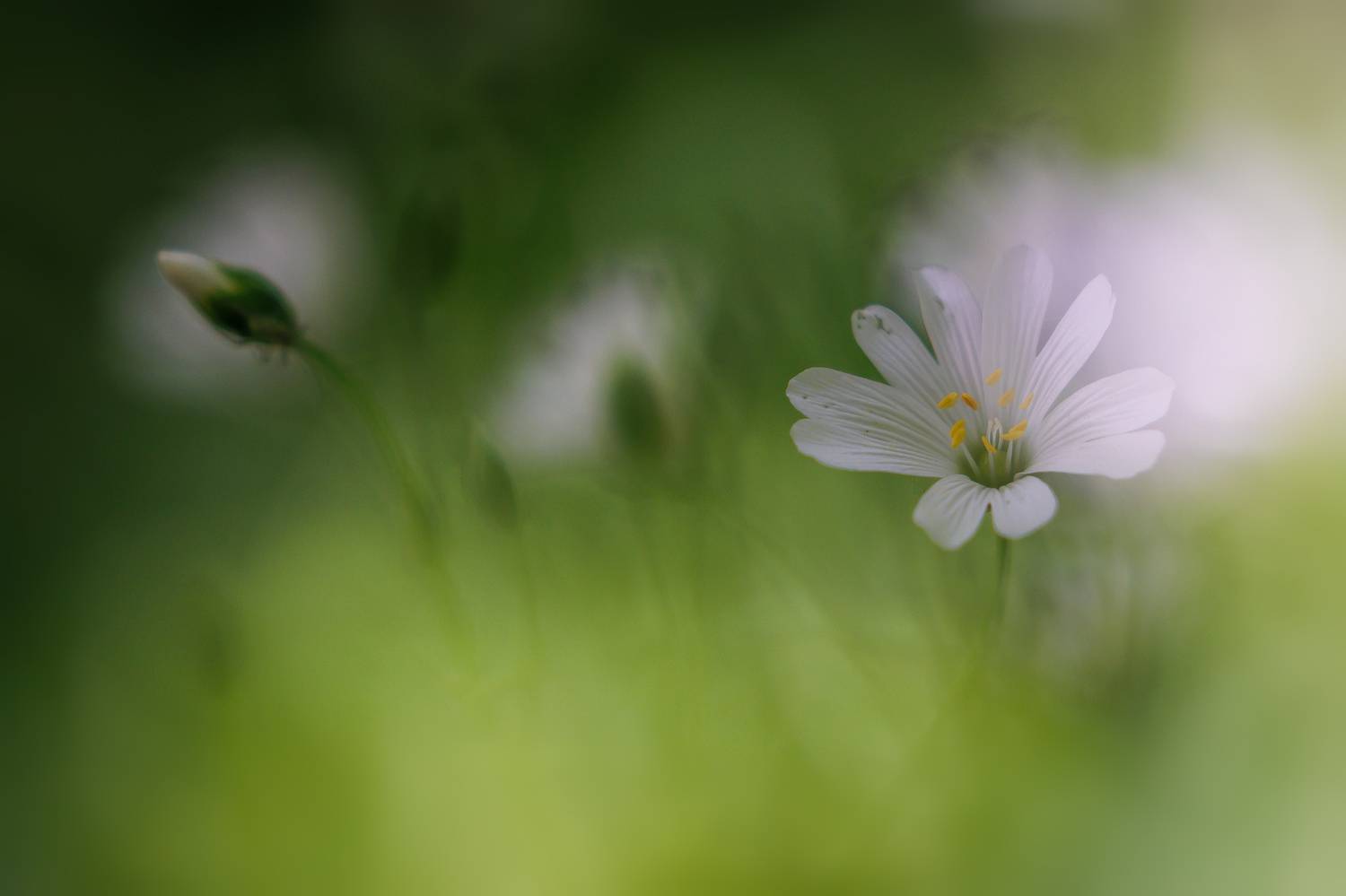 , Кузнецов Дмитрий