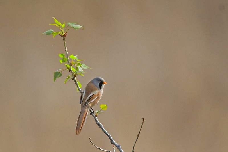 усатая синица, panurus biarmicus, Усатая синица. фото превью