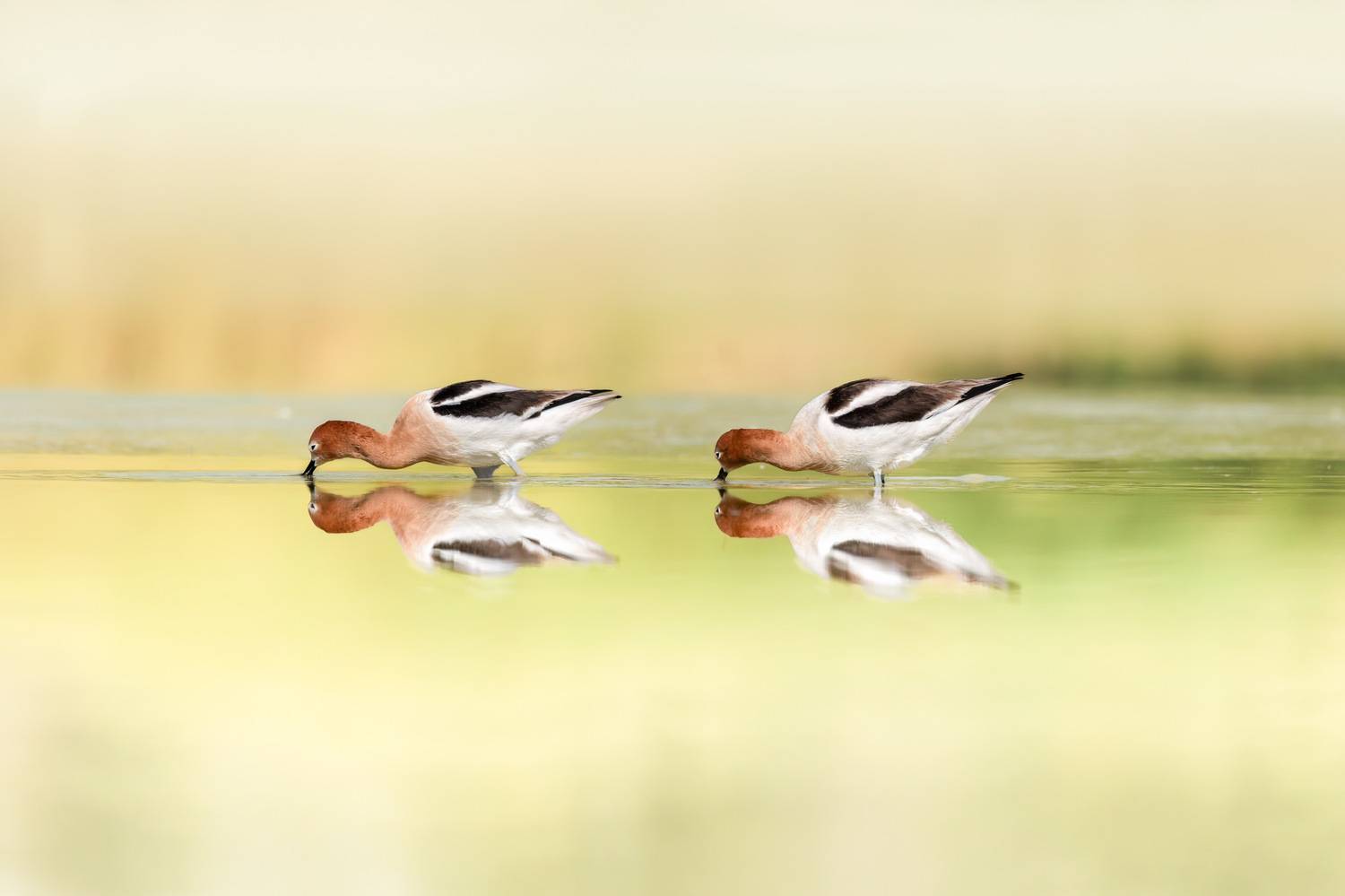 , Maikel Valle Clara