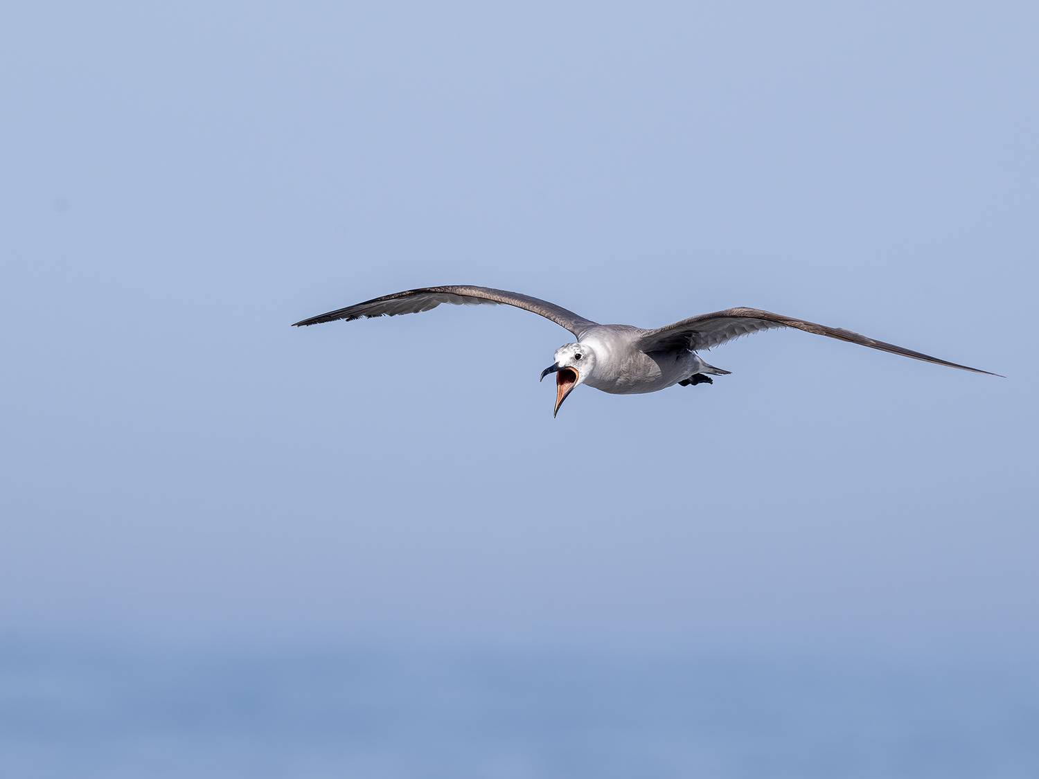 , Fernando Burgalin Sequeira