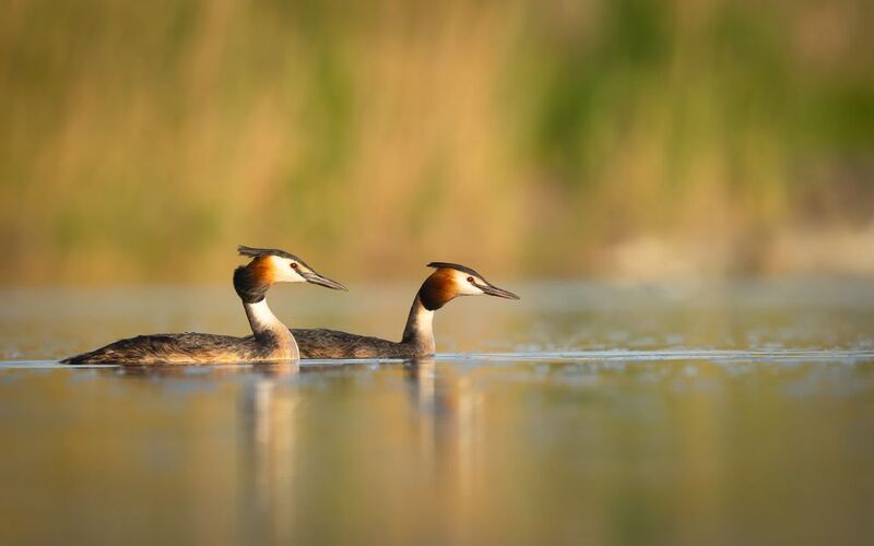 Great crested grebe фото превью