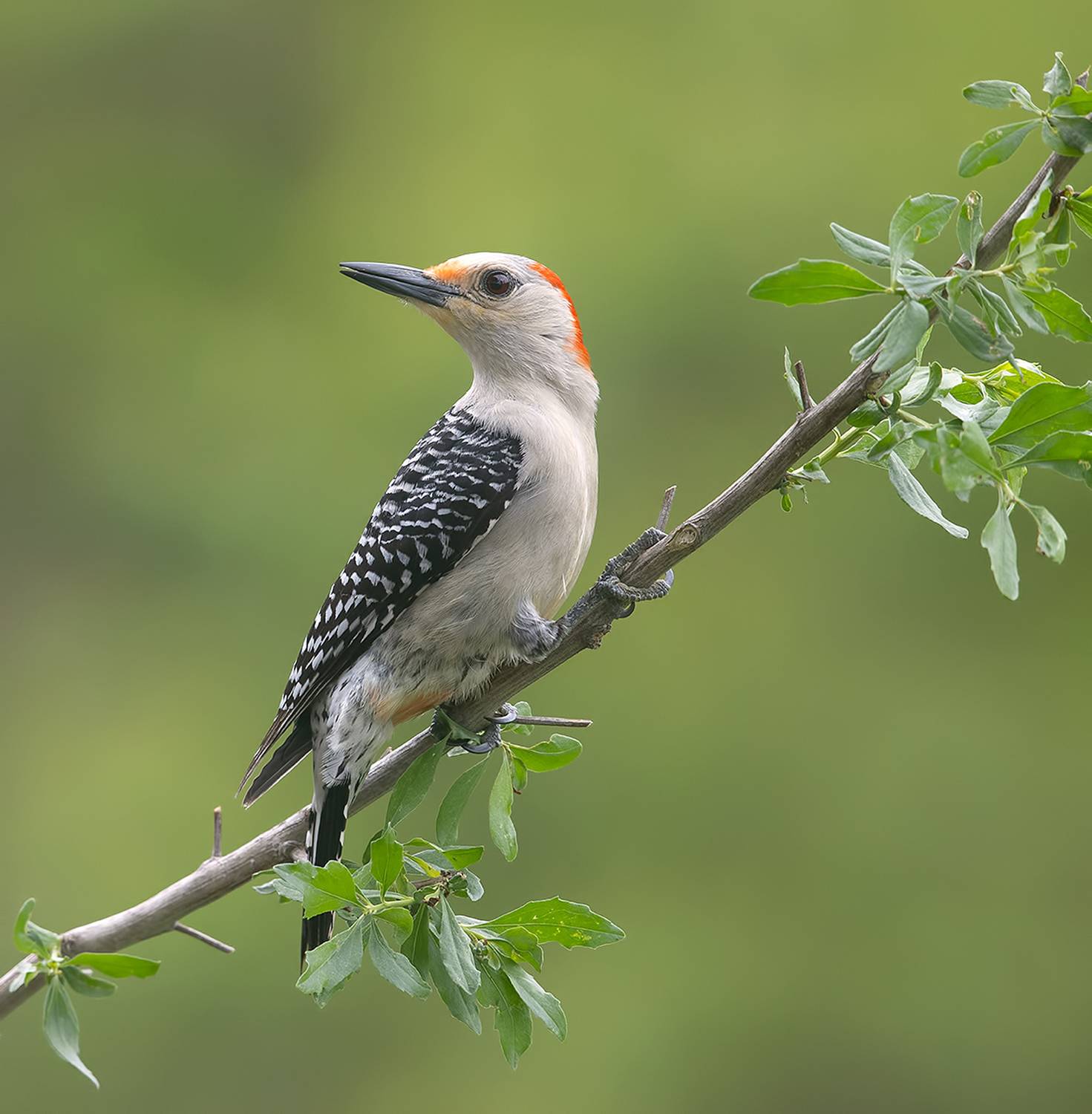 дятел, каролинский меланерпес, red-bellied woodpecker, woodpecker, Etkind Elizabeth