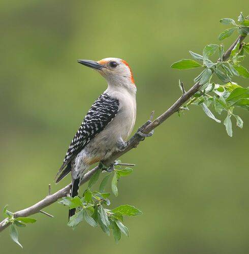 Red-bellied Woodpecker, female -Каролинский меланерпес