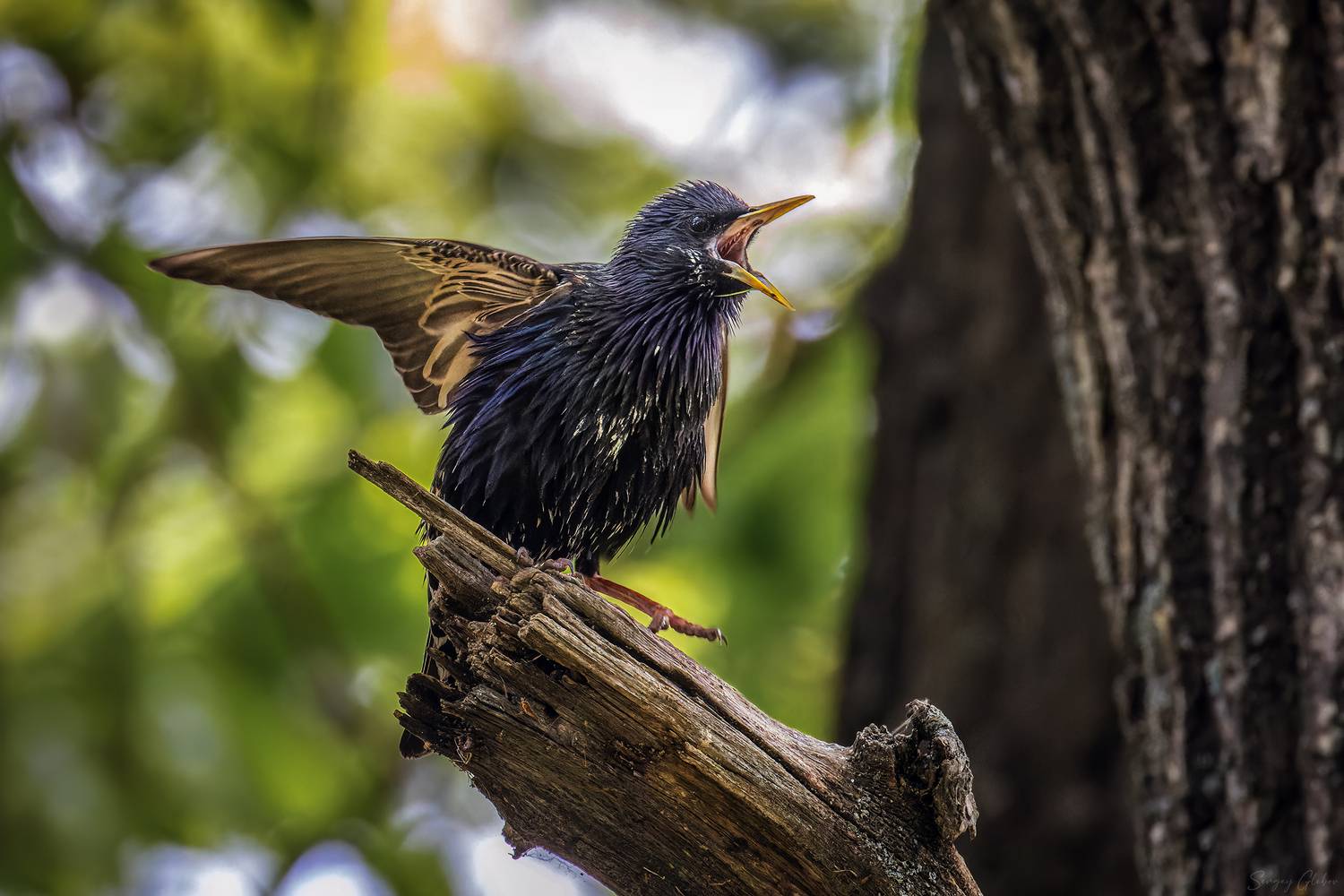 скворец, птицы, пернатые, Глебов Сергей