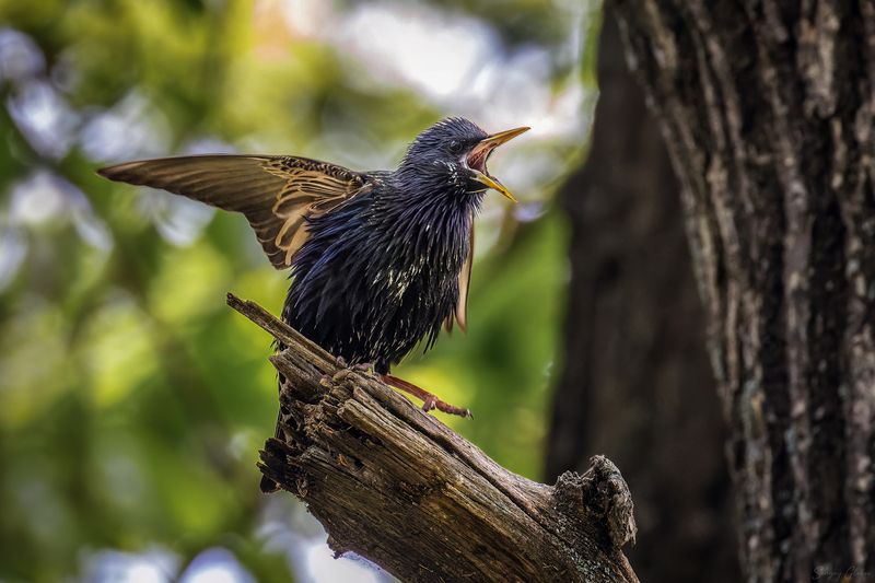скворец, птицы, пернатые Про эмоции фото превью