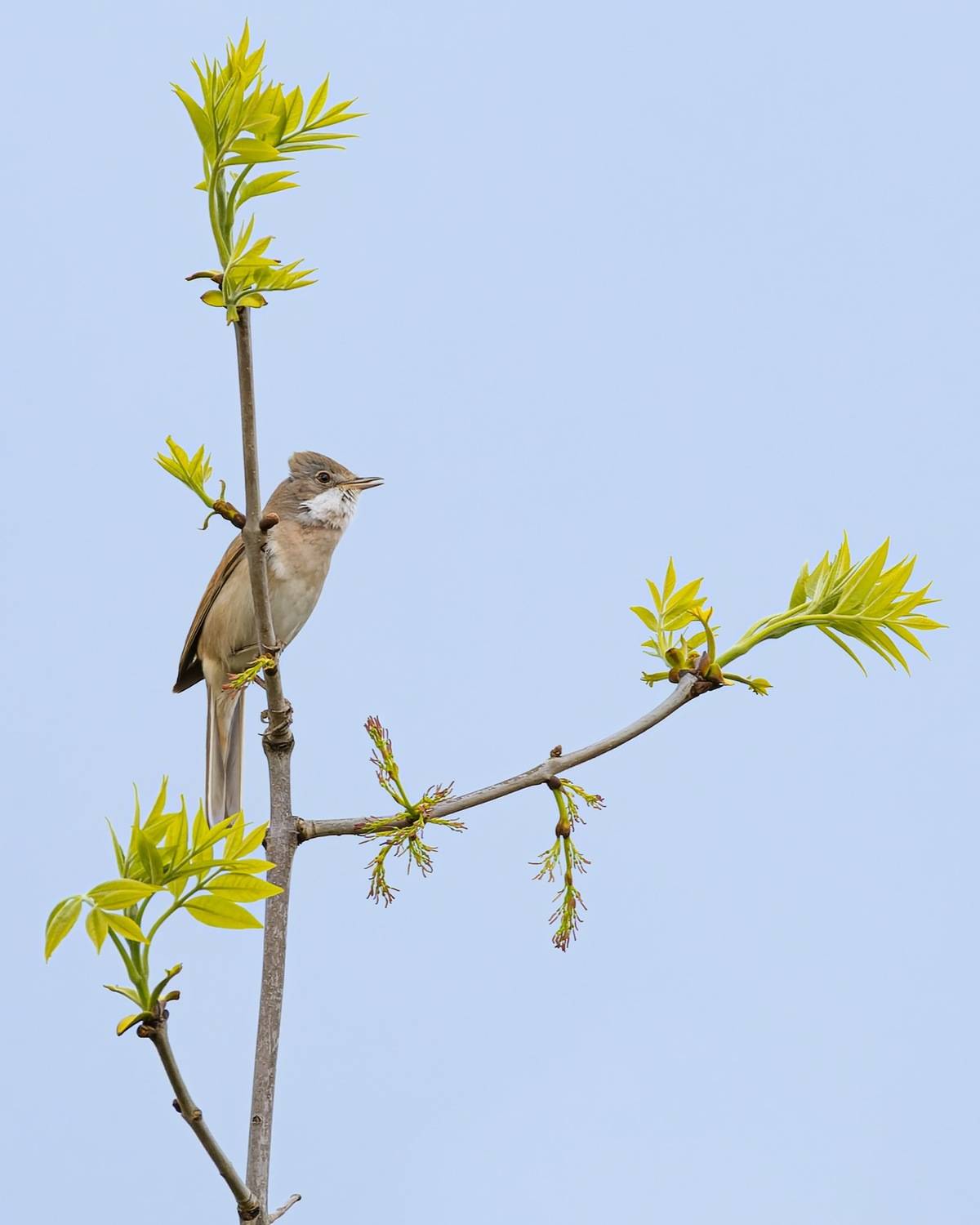 серая славка, славка, птицы, Руслан Pl