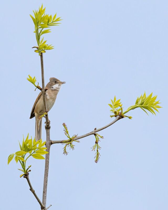 серая славка, славка, птицы Серая славка фото превью