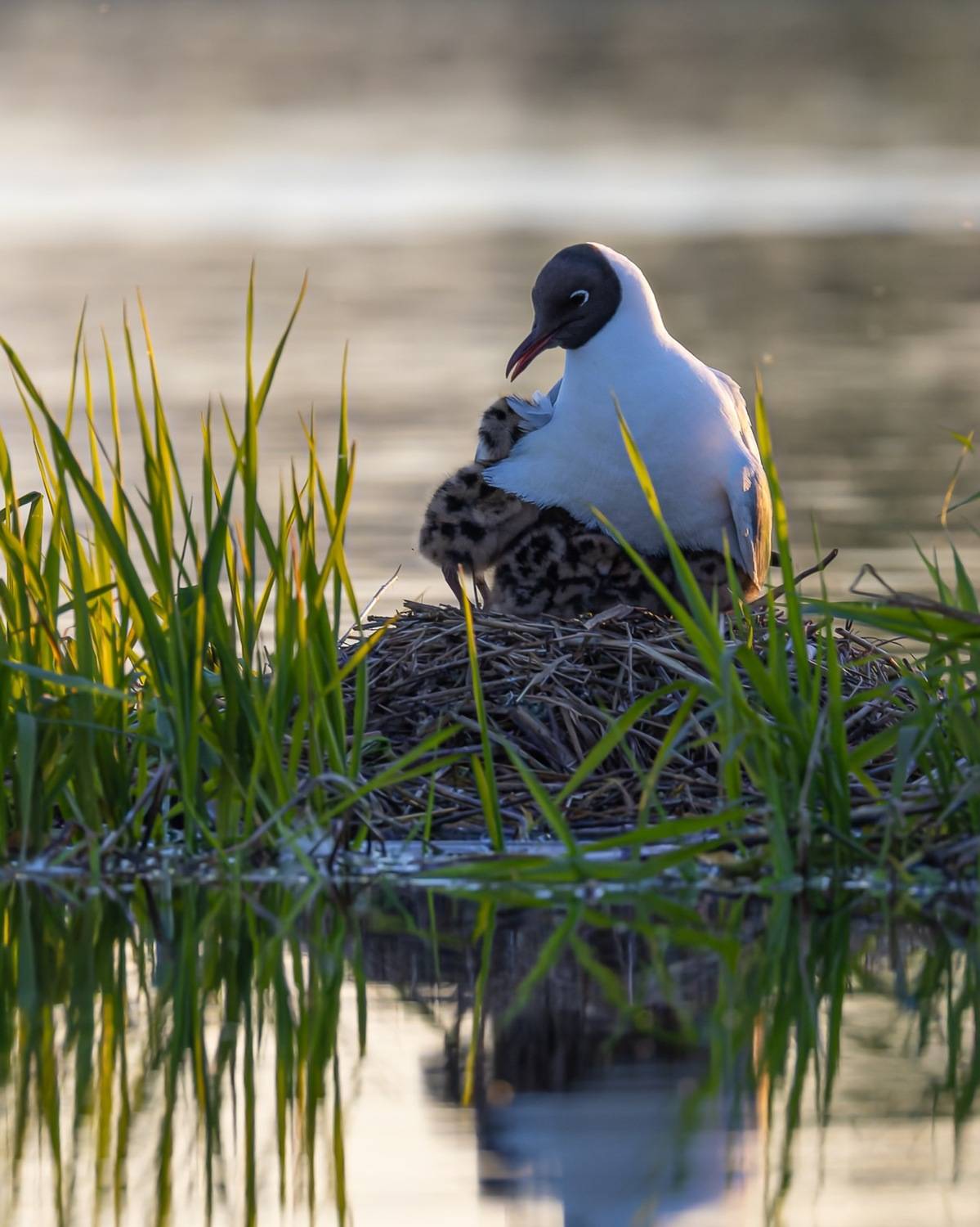 чайки, озерная чайка, птенец, птицы, Руслан Pl