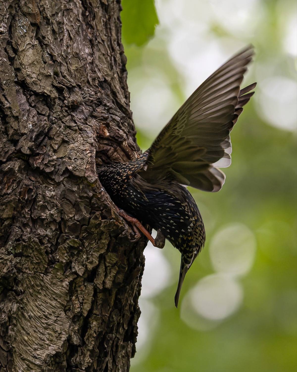 скворец, гнездо, дупло, птицы, Руслан Pl