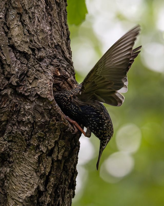 скворец, гнездо, дупло, птицы Кормление птенца фото превью