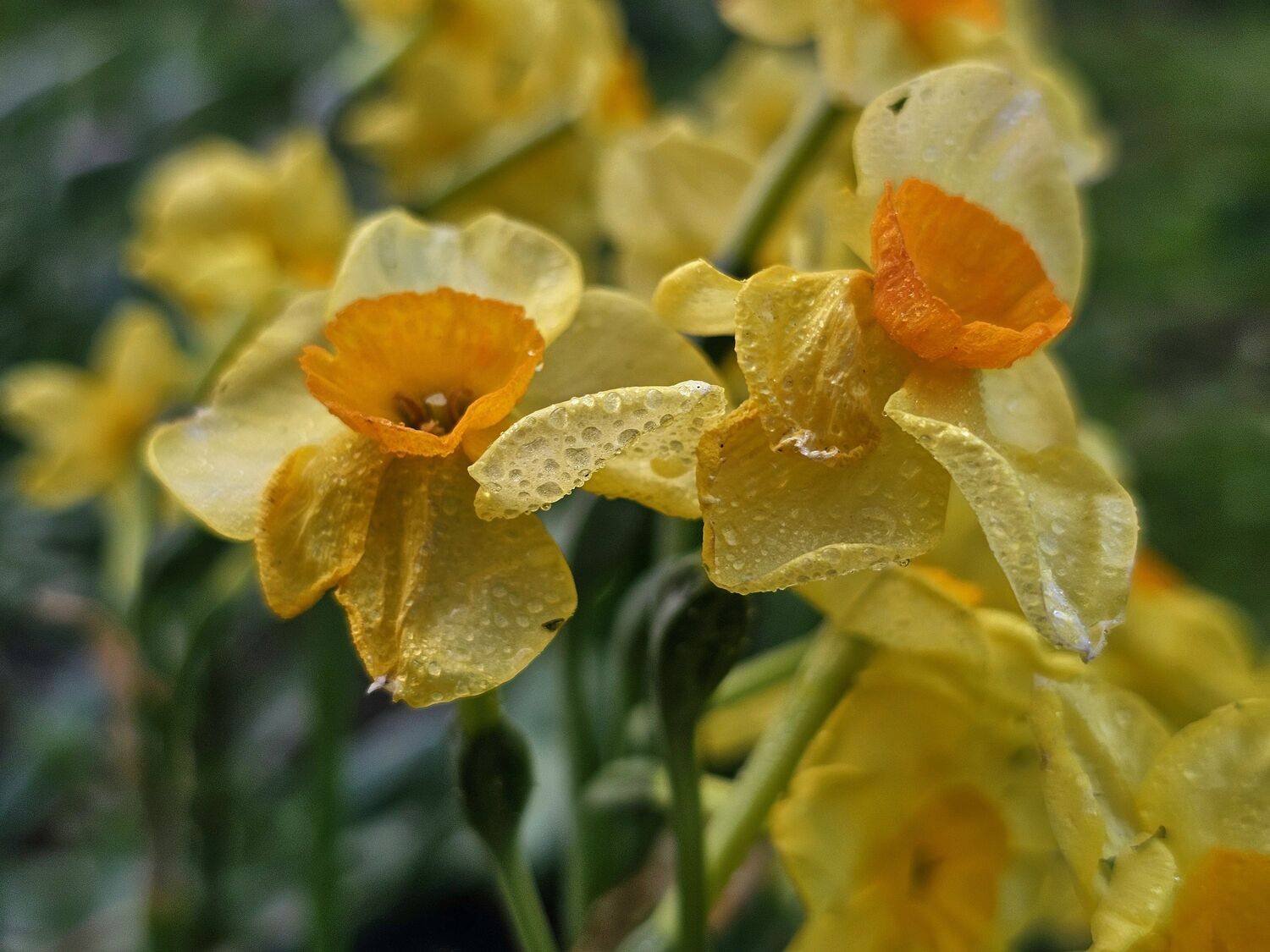 , Мария Яковлева