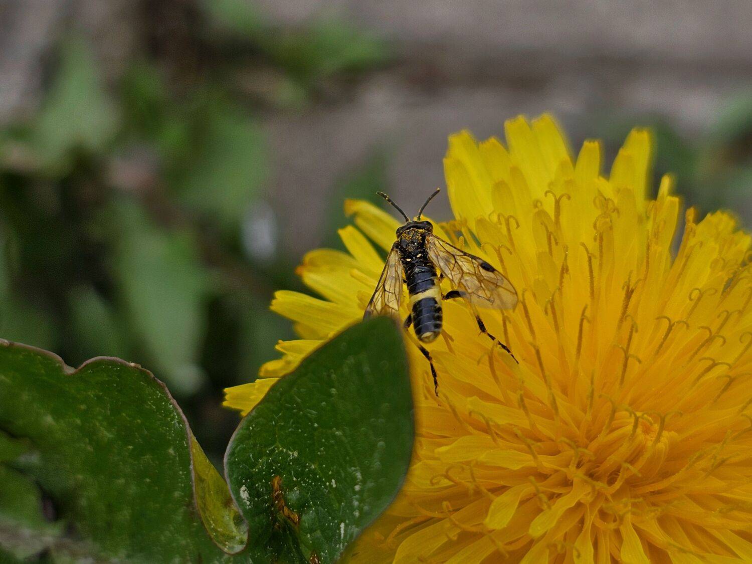 , Мария Яковлева