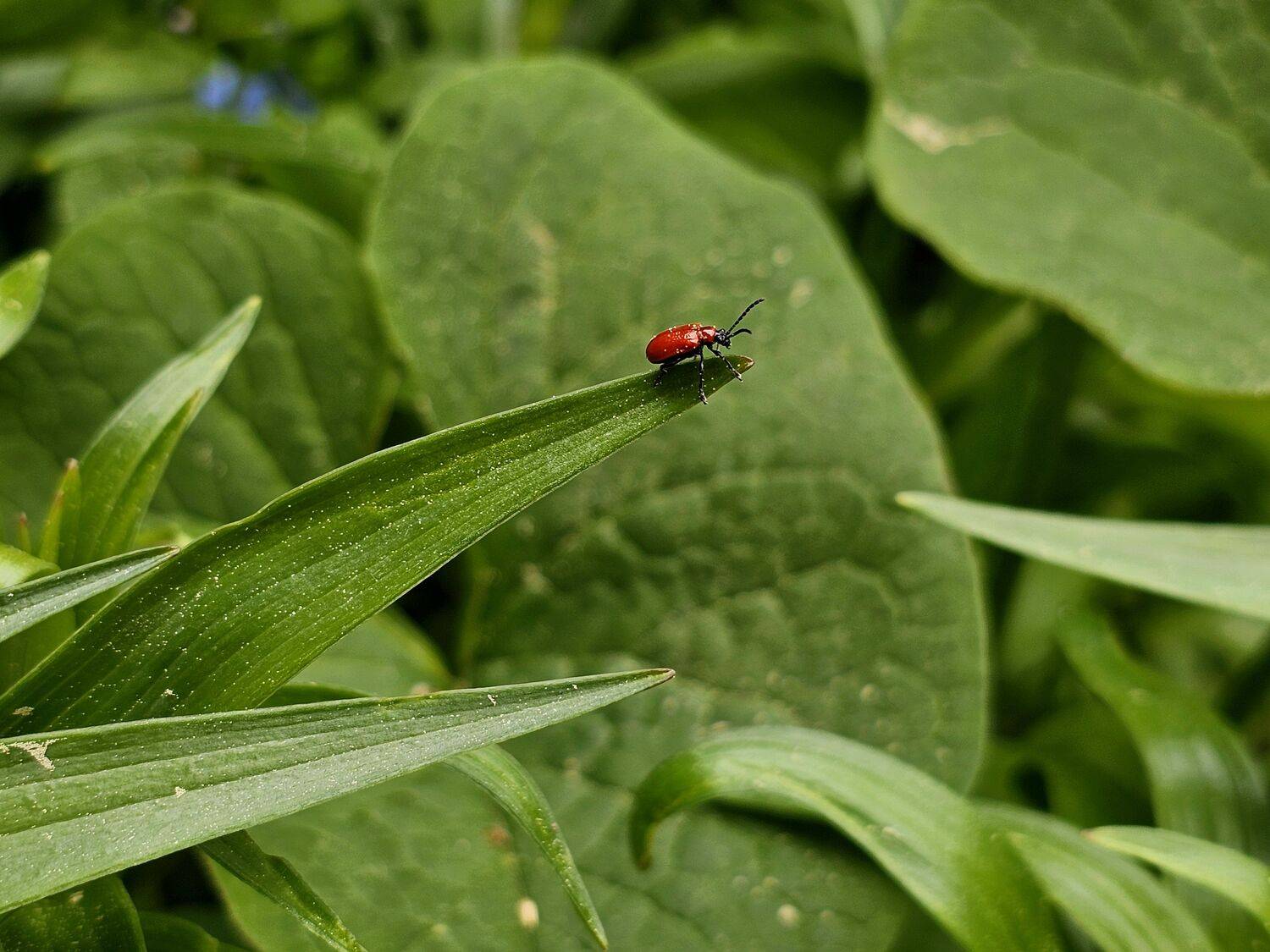 , Мария Яковлева
