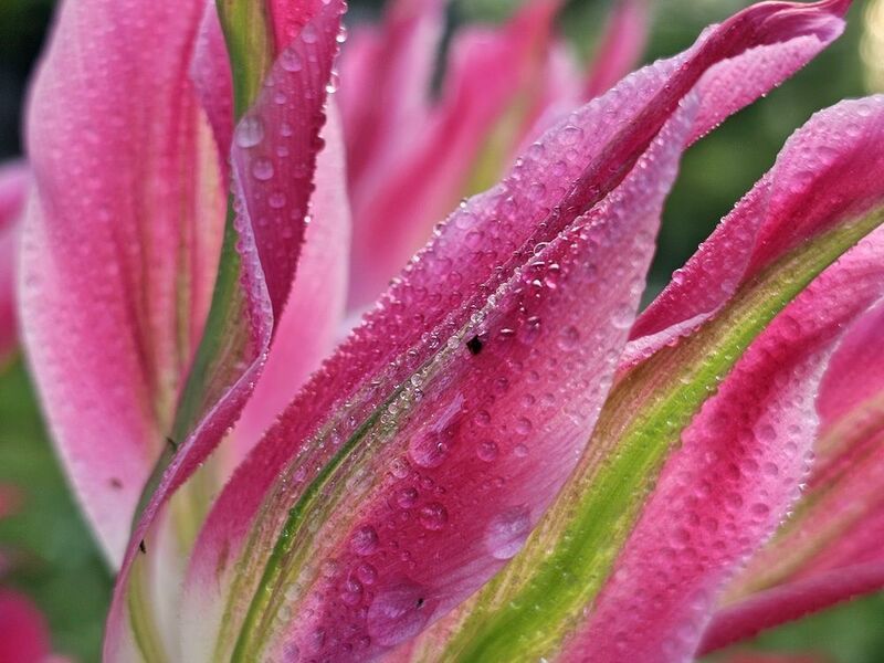 фото превью