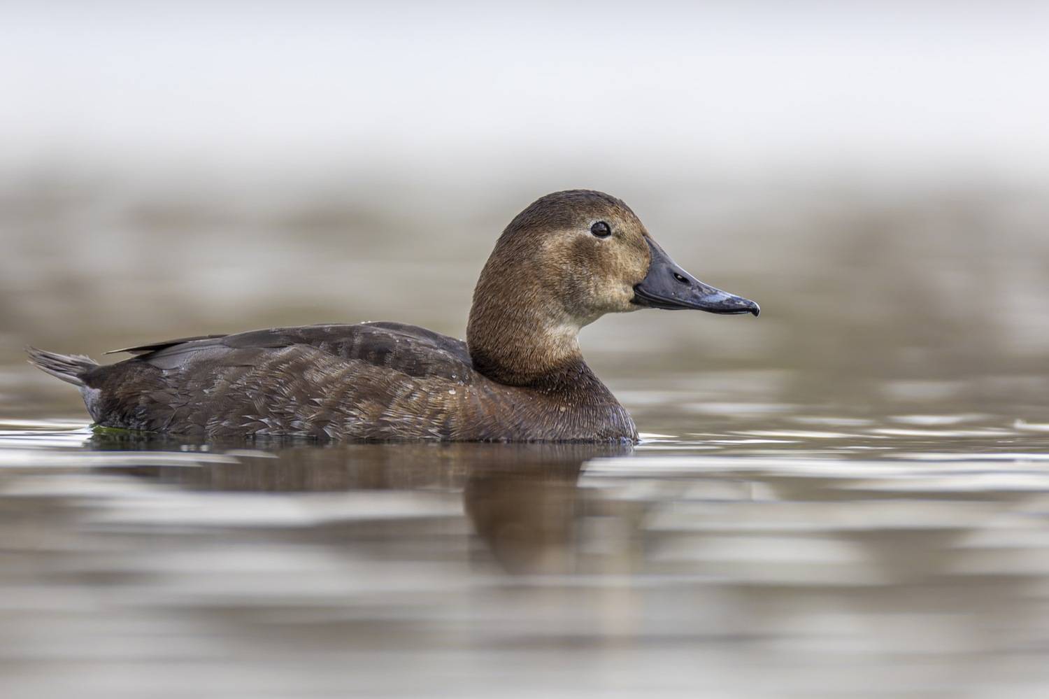 красноголовый нырок, нырок, утка, птицы, Руслан Pl