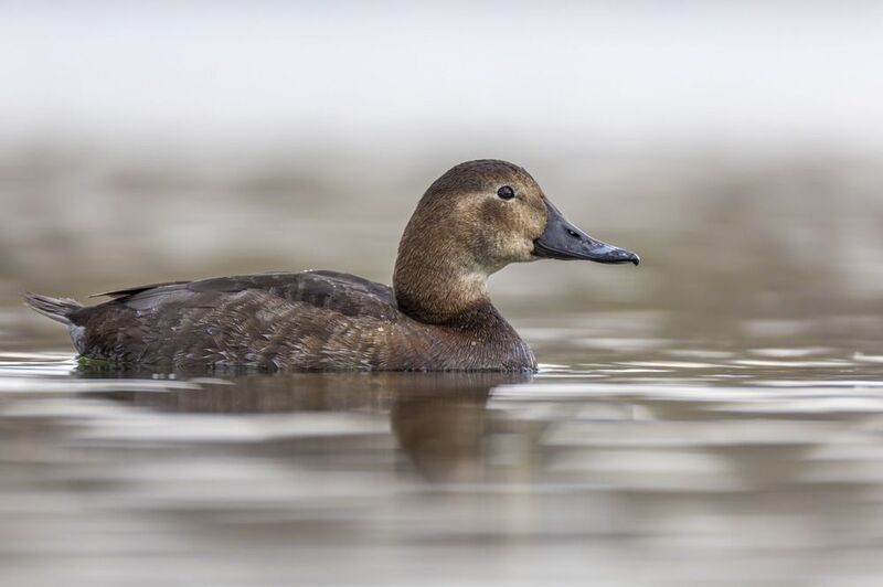красноголовый нырок, нырок, утка, птицы Красноголовый нырок фото превью