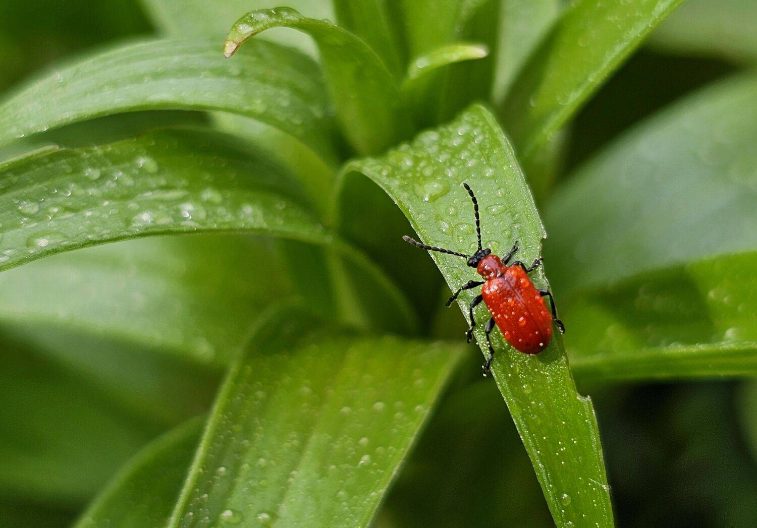 , Мария Яковлева