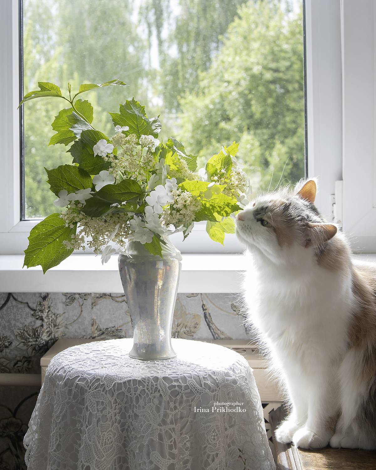 котопортрет, кошка, домашние животные, питомцы, букет цветущей калины, Приходько Ирина