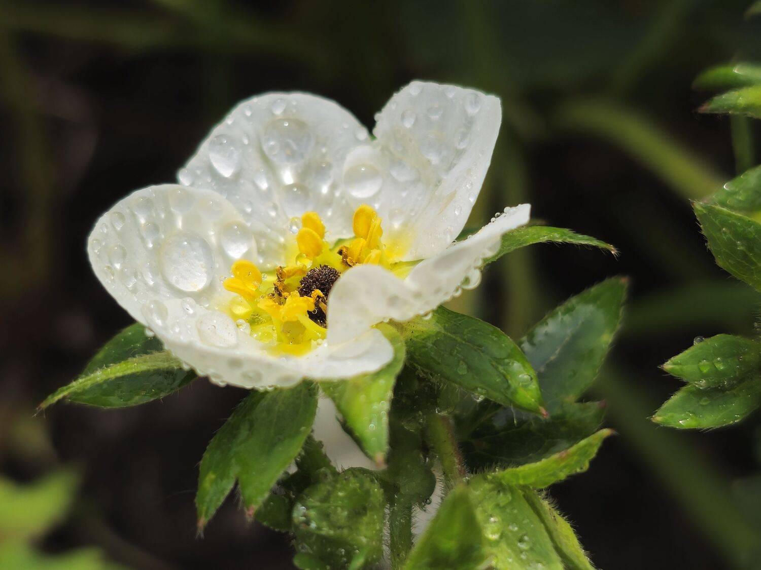 , Мария Яковлева