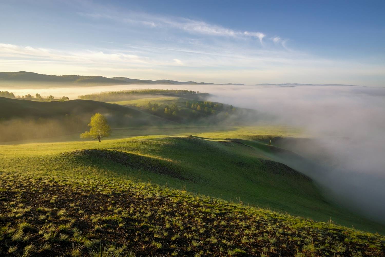 утро, туман, дерево, рассвет, горы, солнце, весна, май, берёзка, Leonid Maksimenko