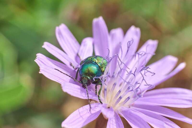 bugs, volgograd, russia, macro, macro photo,  # фото превью