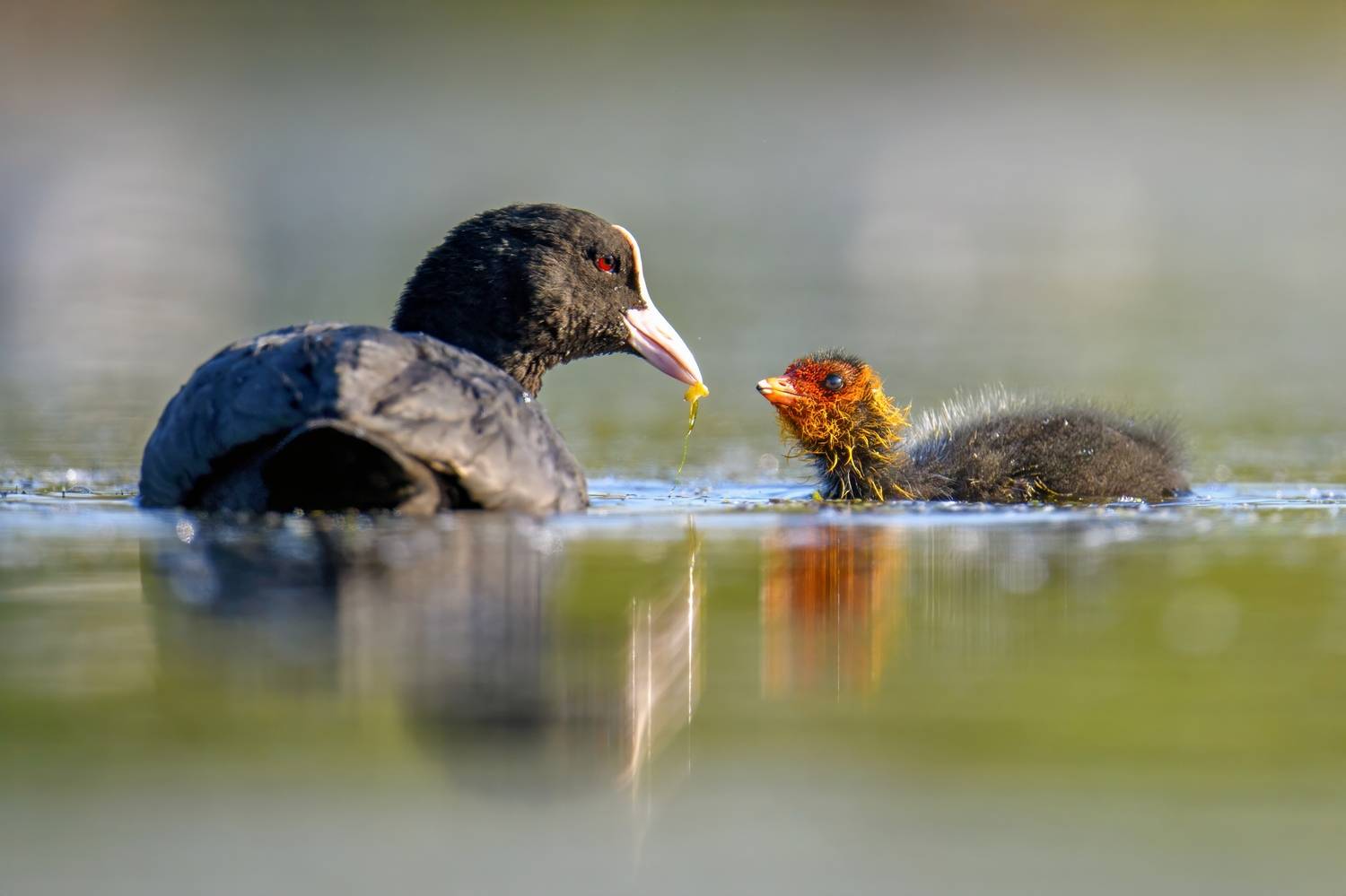 , Пупонин Сергей