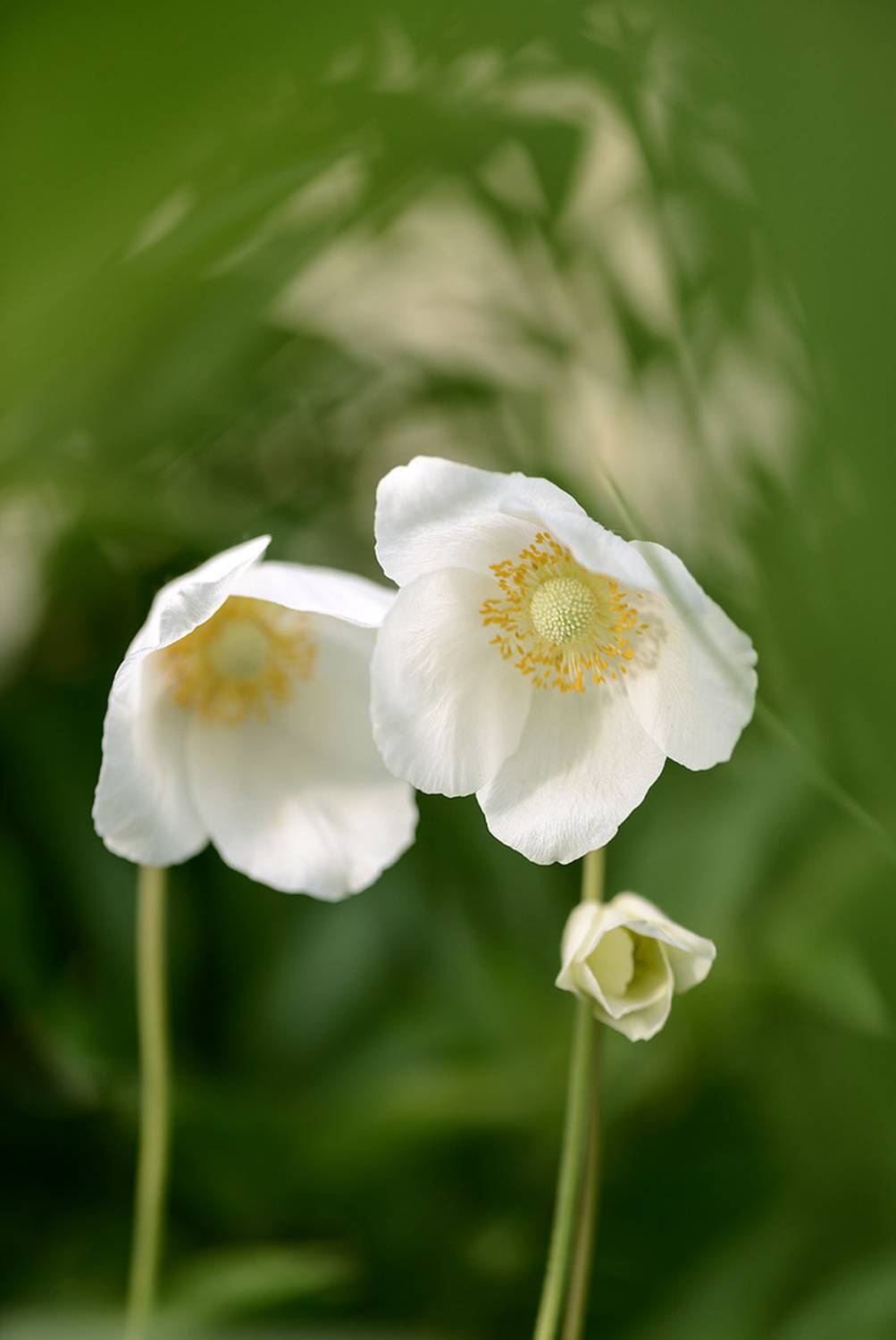 , Наиля Гарифуллина