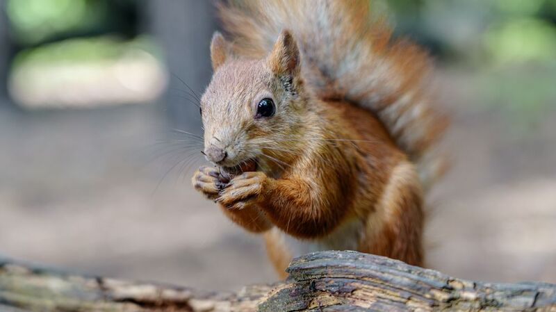 Белка фото превью