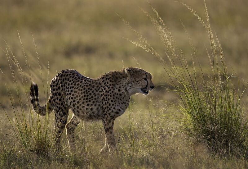 гепард фото превью