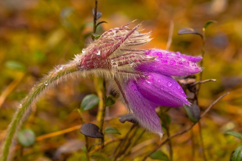 .... фото превью