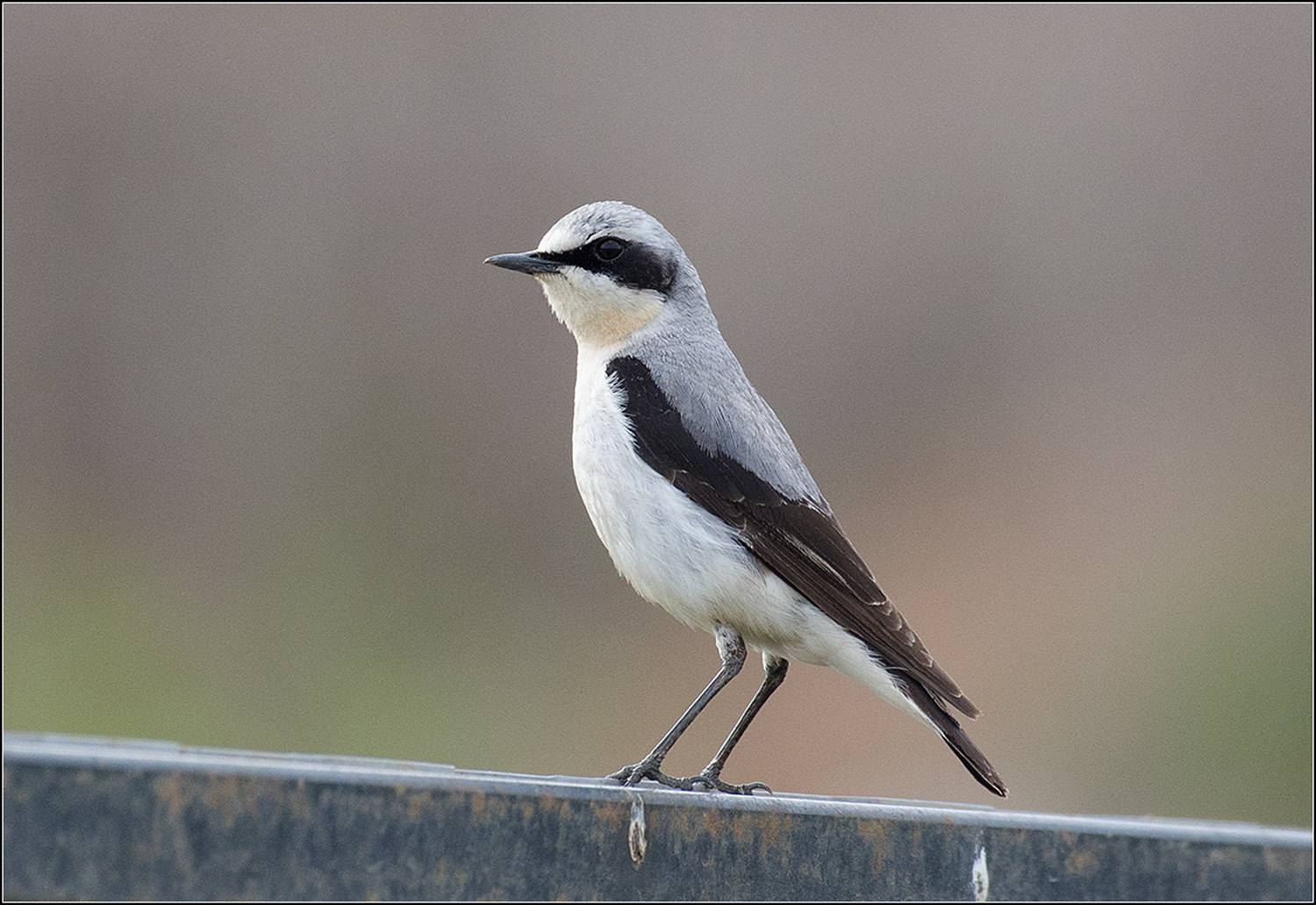 москва, май, парк, каменка, АНАТОЛИЙ ДОВЫДЕНКО