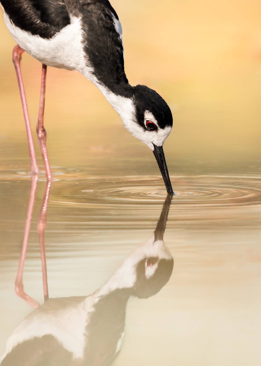 , Maikel Valle Clara